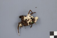 Clavulina coralloides image